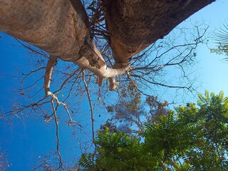 tree and sky