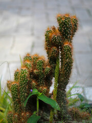 Mini cactus outdoor decoration, with weeds
