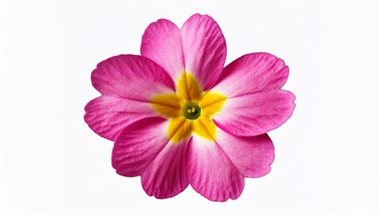 Obraz premium closeup of an isolated pink primrose flower