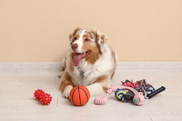 Fluffy Australian Shepherd dog with pet accessories lying near beige wall