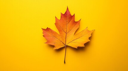 Obraz premium A single maple leaf displaying autumn colors on a yellow background