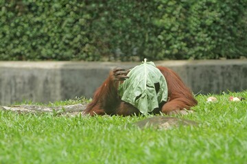 An orangutan sits on the grass while covering its head with leaves © Pitokung