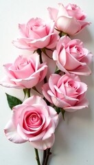 Fototapeta premium Elegant set of eight delicate pink roses on a white background, white background, bouquet, nature