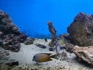 coral reef in the sea