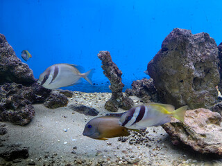 coral reef and fish