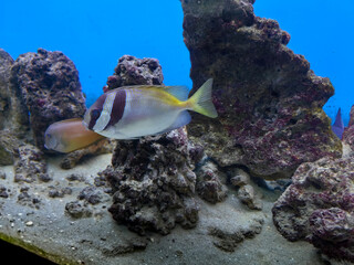 coral reef with fish