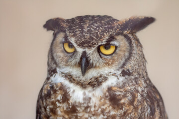 Intense Stare of a Great Horned Owl