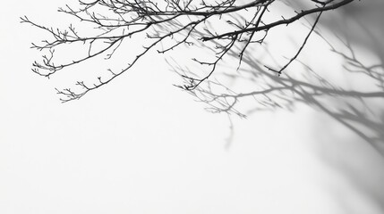 Fototapeta premium A stark black and white image showing branches and shadows