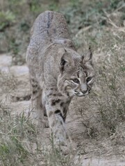 Fototapeta premium A bobcat (Lynx rufus) walking through the New Mexico desert