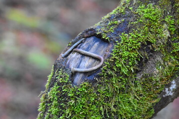 Rostige N&auml;gel im Baumstumpf