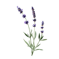 Naklejka premium Delicate Lavender Stems with Purple Flowers in a Botanical Illustration