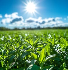Obraz premium Lush green field under bright sun