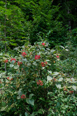Viburnum lantana, the wayfarer or wayfaring tree red immature fruit. Viburnum unripe berries.