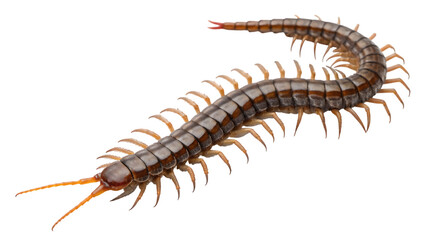 Obraz premium centipede isolated on white background