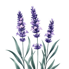 Naklejka premium Vibrant Lavender Flowers with Green Leaves Against White Background