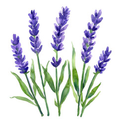 Naklejka premium Beautiful Lavender Flowers with Green Leaves in Watercolor Style