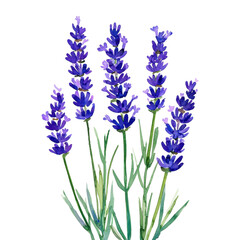 Fototapeta premium Beautiful Lavender Flower Blooms with Green Leaves in Nature