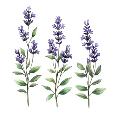 Fototapeta premium Beautiful Lavender Flowers with Green Leaves Isolated on White Background