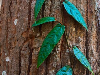 green leaf on a wooden background