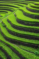 Lush green rice terraces gracefully curve across the land, showcasing intricate patterns of agriculture and nature working in harmony.