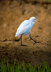 Graceful Egret Striding Across the Earth
