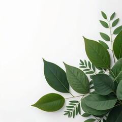 Lush Green Leaves on White Background