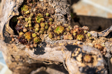 Vibrant Succulents Growing on Textured Wood in Natural Environment