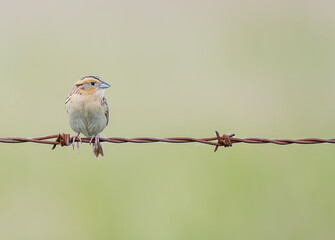 LeConte's Sparrow on Barbed Wire