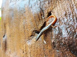 Lizard