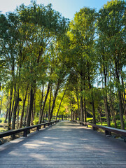 Tranquil Walkway Through a Lush Green Forest Canopy