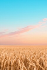 Obraz premium Golden wheat field under serene sunset sky with warm hues blending into soft blue tones