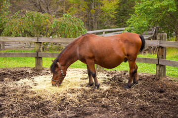 Obraz premium 木曽馬の里・開田高原_３
