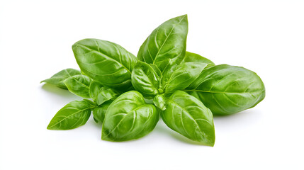 Fototapeta premium fresh basil leaves