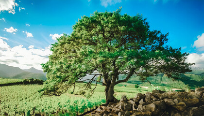 Fototapeta premium a large tree. Vineyard landscape, beautiful eyes and interesting look