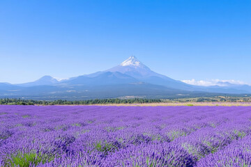 Fototapeta premium Lavender field with mountain backdrop under clear blue sky