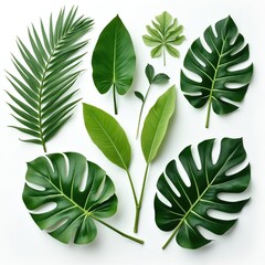 Collection of green tropical leaves isolated on white background. Palm, monstera, banana leaf, exotic flora. Summer jungle rainforest vibrant green plants. Design element, pattern, texture. Photo of