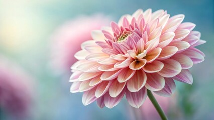 Fototapeta premium A beautiful pink dahlia flower with delicate petals, set against a soft, blurred background, exuding tranquility and elegance.