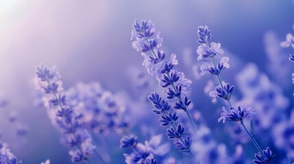 Obraz premium Serene Lavender Field at Sunrise