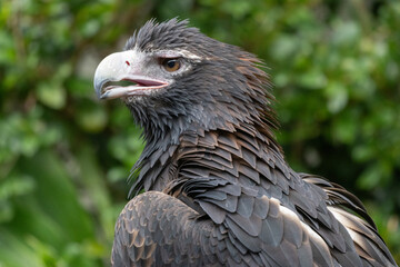 Wedge-tailed Eagle