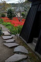 鎌倉2410Y　英勝寺19　曼珠沙華