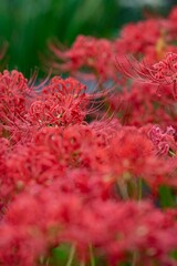 鎌倉2410Y　英勝寺13　曼珠沙華