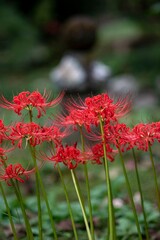 鎌倉2410Y　英勝寺5　曼珠沙華