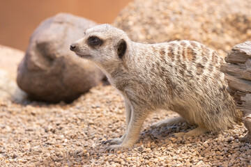 meerkat on guard