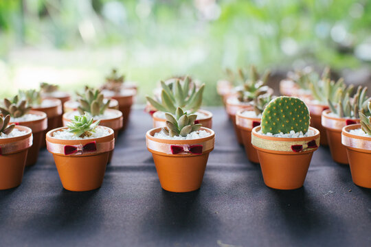 Small succulent plants on a table as parting gifts for party guests.