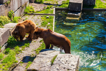 Bears Bear Pit Bern Switzerland