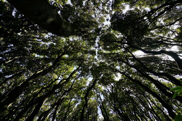 ニュージーランドの森林