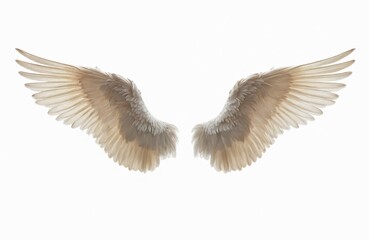 Obraz premium Detailed angel wings spread, intricate feather textures on white. Symbol of freedom, lightness, spirituality, religion, purity, faith, hope. Realistic angelic wings art graphic design element.