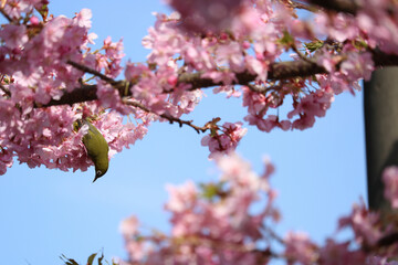 春の桜の花と木の枝にとまるめじろ