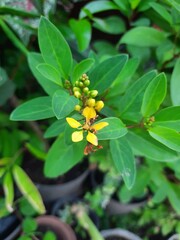 Yellow foliage and flowers
