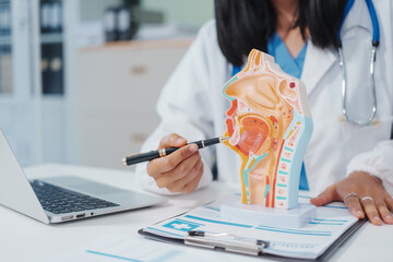 An Asian female doctor uses a respiratory system model while working on a computer, planning...